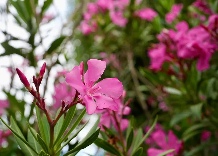 Apartman Lighthouse *